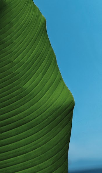 Green Leaf Under Blue Sky