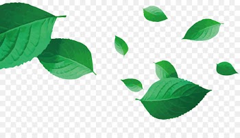 Green Leaf - Vector tea 