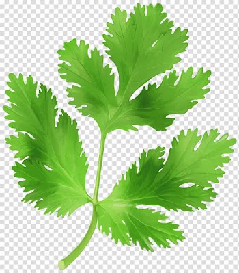 Green leaf vegetable illustration, Parsley Food , Parsley transparent background PNG clipart