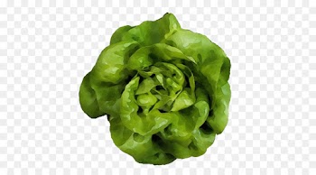 green leaf vegetable lettuce iceburg lettuce plant