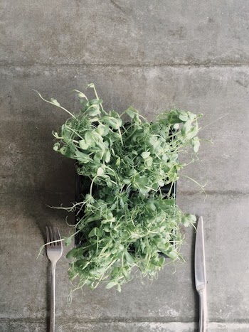 Green Leaf Vegetable on Black Container Near Gray Fork and Knife