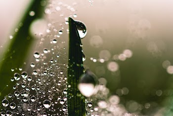 Green Leaf With Dew