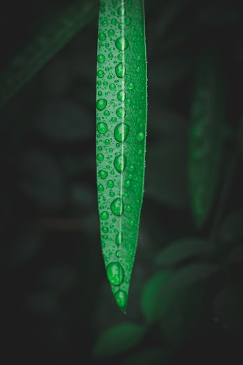 Green Leaf With Dew Drops