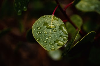 Green Leaf With Water Dew