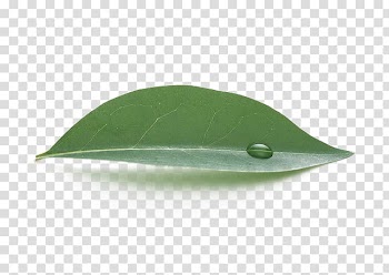 Green leaf with water droplet, Leaf Green Water, Leaves transparent background PNG clipart