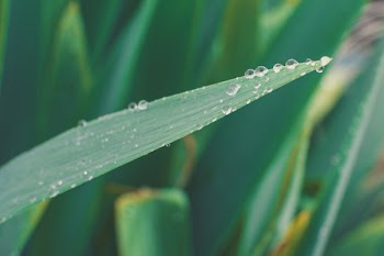 Green Leaf With Water Droplets
