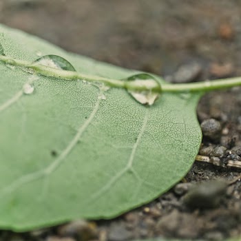 Green Leaf With Water Droplets