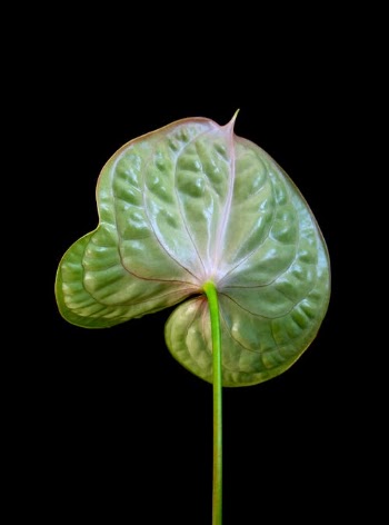 Green Leaf With Water Droplets · Free Stock Photo