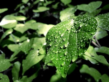 Green Leaf With Water Droplets on Top