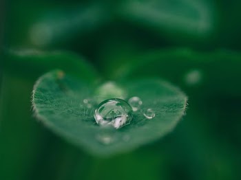 green leaf with water drops
