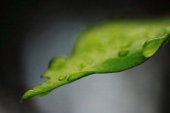 Green Leaf With Water Drops