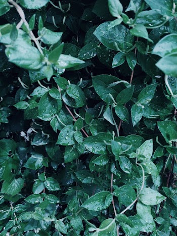 Green Leafed