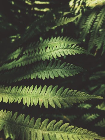 Green-leafed Fern Plants