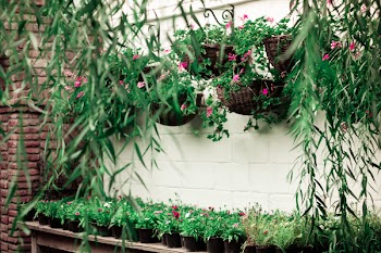 Green Leafed Flowering Plant Lot
