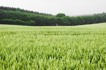 Green Leafed Grass Field