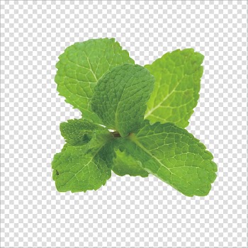 Green leafed herbal plant, Peppermint Mentha spicata Iced tea Mentha arvensis Vegetable, Mint leaf transparent background PNG clipart