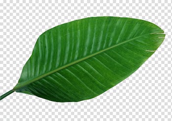 Green leafed, Musa basjoo Leaf Green Banana , Leaves,green,leaf,Fresh transparent background PNG clipart