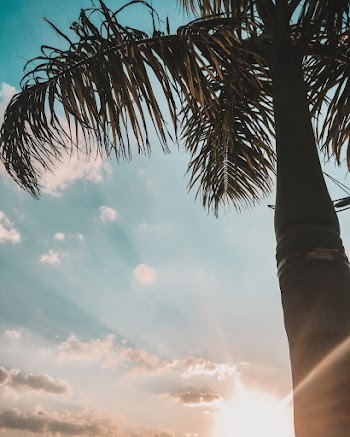 Green-leafed Palm Tree