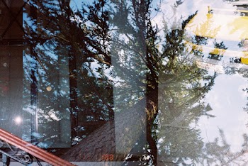 Green-leafed Pine Trees