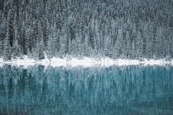 green leafed pine trees near river wallpaper