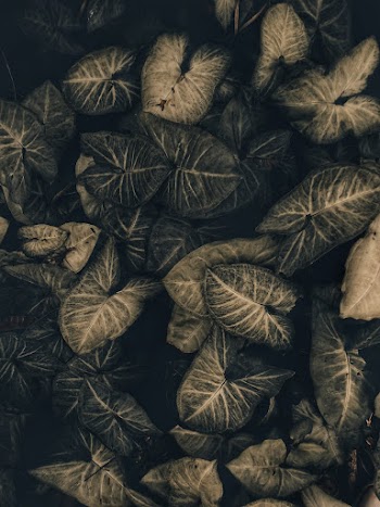 Green-leafed Plant