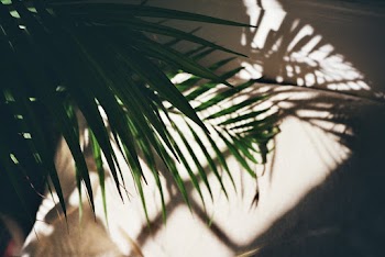 Green Leafed Plant