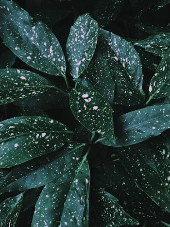 Green Leafed Plant