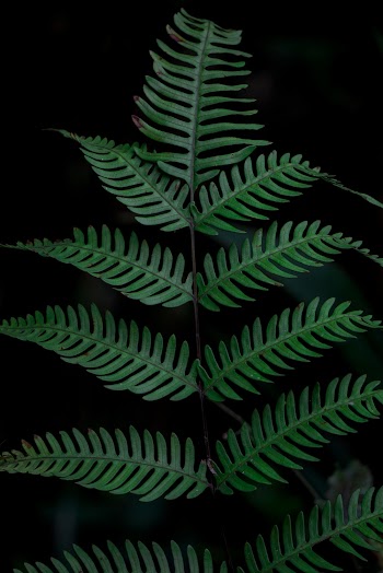 Green-leafed Plant