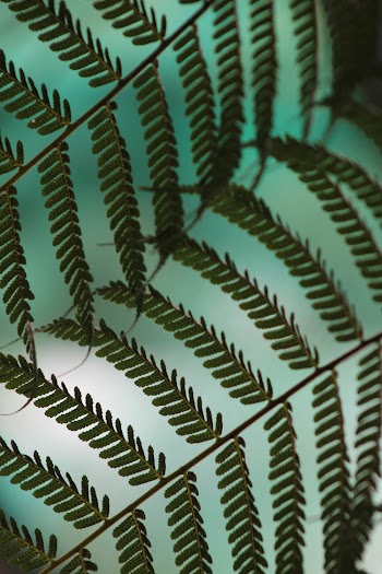Green-leafed Plant