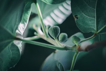 Green-leafed Plant