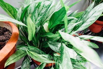 Green-Leafed Plant
