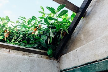 Green Leafed Plant