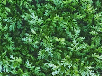 Green Leafed Plant