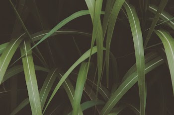 Green Leafed Plant