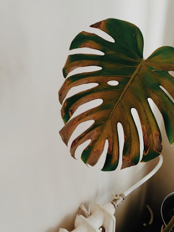 Green-leafed Plant