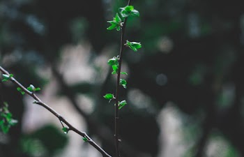 Green Leafed Plant