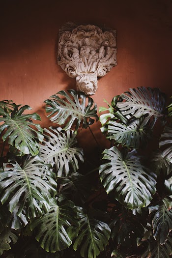 Green-leafed Plant