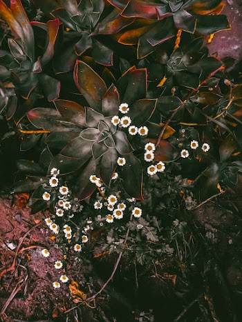 Green-leafed Plant