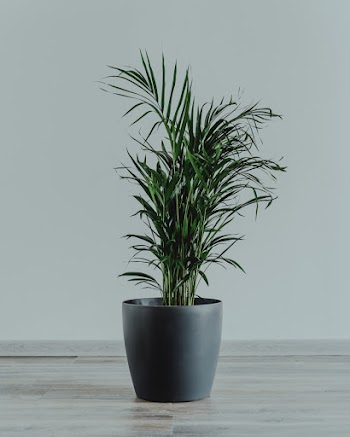 Green Leafed Plant
