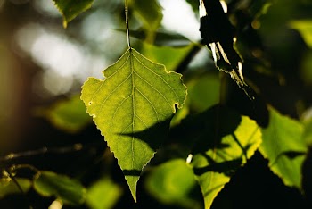 Green Leafed Plant