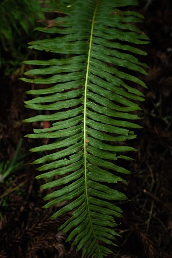 Green Leafed Plant