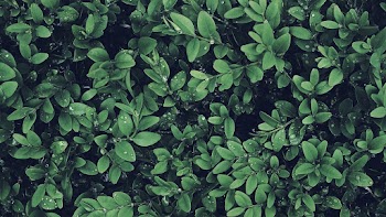 Green-leafed Plant