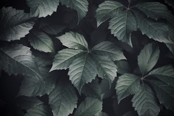 Green-leafed Plant