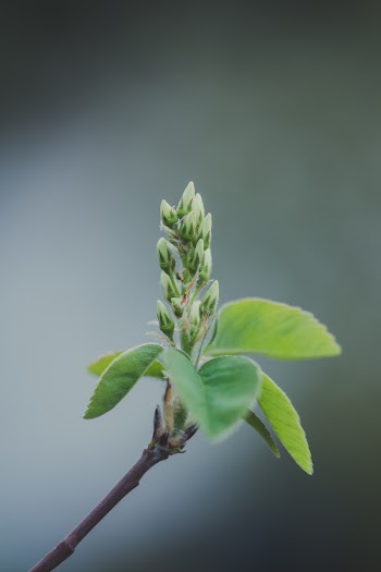 Green-leafed Plant
