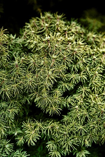 Green Leafed Plant