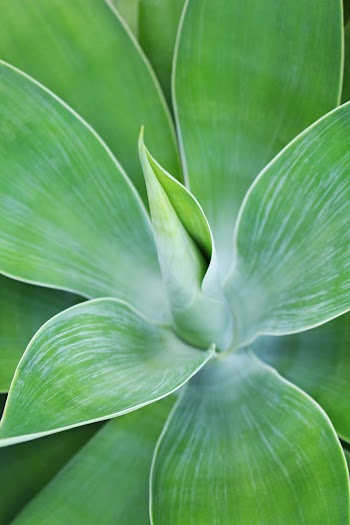 Green-leafed Plant