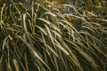green leafed plant