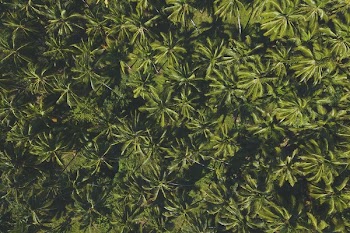 Green Leafed Plant