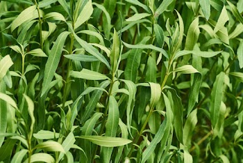 Green Leafed Plant 