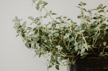 green leafed plant